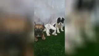 توله فرنچ بولداگ فرانسه