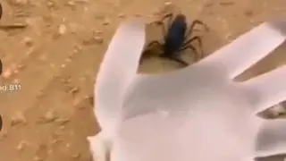 اثر نیش عقرب