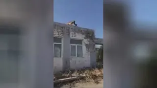 آموزش تربیت سگ .سگ باهوش به این میگن.