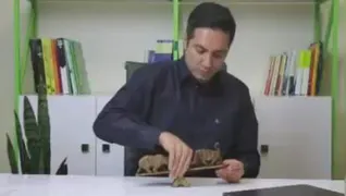 سواد مالی بازار گاوی و بازار خرسی