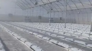 مشاوره گلخانه