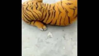 سکته کرد بدبخت