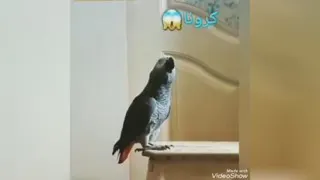 گریه کردن طوطی برا کرونا😂