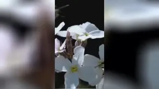 تقدیم به مادران سرزمینم