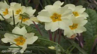 کلیپ صبح بخیر بهاری