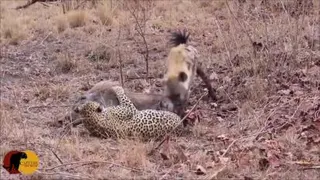 هنگامی که پلنگ و کفتار ، هم غذا می شوند