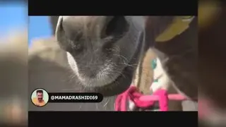 خنده دار