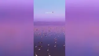 فلامینگوهای مهاجر دریاچه مهارلو🦩