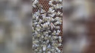 ملکه زنبور عسل کارنیکا آلمانی