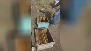 زنبور عسل نژاد کارنیکا