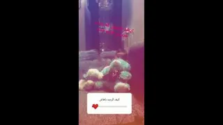 شهرزادکوچولو