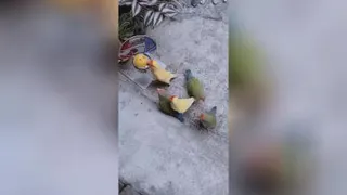 طوطی برزیلی بسکتبالیست