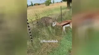 دوبله طنز