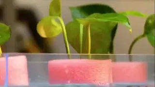 کاشت گیاه