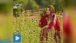 شاد لری