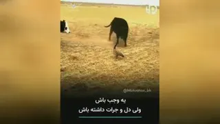 نترس باش