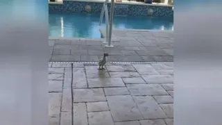 باحال...