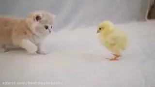 جوجه با بچه گربه