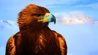 حیوانات سریع