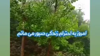 شکر گزاری