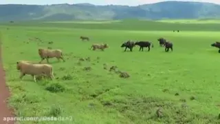 مستند حیوانات