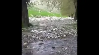 اهنگ بختیاری _لری-چشمه عجیب در تنه درخت