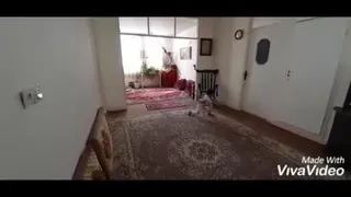 والیبال