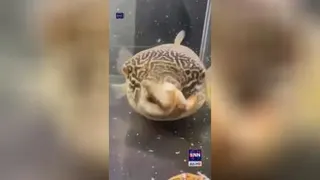 نقطه موفقیت