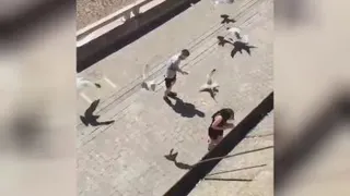 سرقت توسط حیوانات