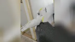 میخواهم شما رو بخندونم