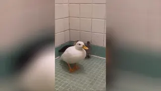 جوجه اردک