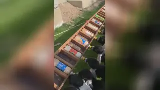 بچه میش ها