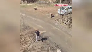 گوسفند غیرتی 😅