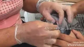مریضی کبوتر و راه درمان آن