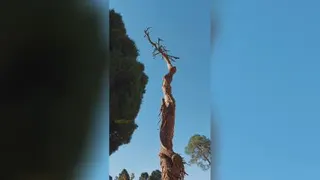 باغ جهان نما