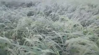 برنج