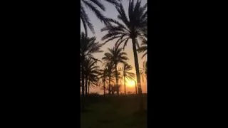 نخلستان جنوب