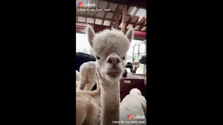 اومای گاد این چ حیوونیه