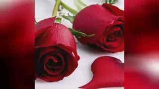 شاخه گل