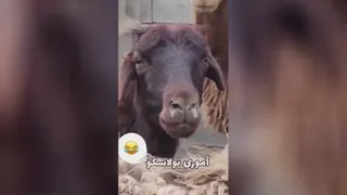 فرار از زندان