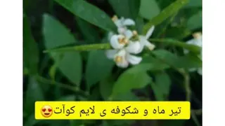 لایم کوآت