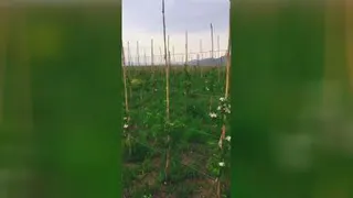 گیاه پزشکی