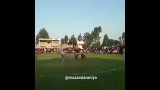 کشتی