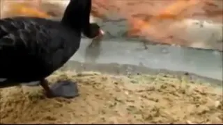 مهربونی حیوانات به همدیگر باهم مهربون باشیم