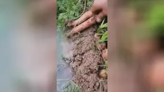 هویج صادراتی