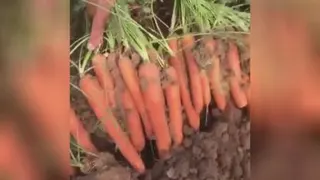 هویج و نرگسی صادراتی