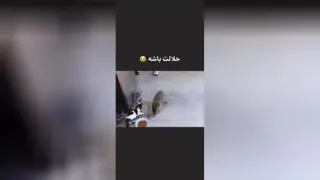 حلال اوستون