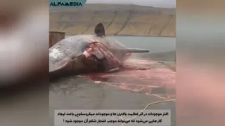 ترکیدن شکم نهنگ مرده