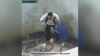 رفتن بین مارها