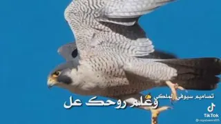 فیلم عربی